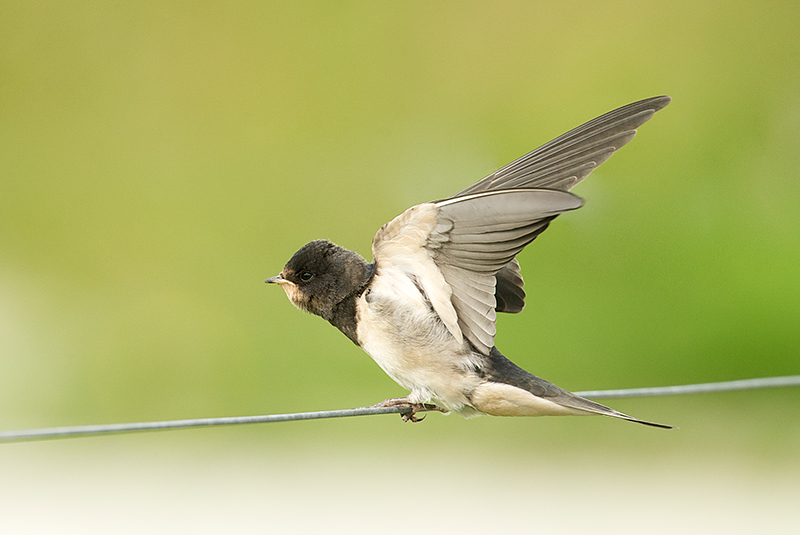Låvesvale - Barn Swallow (Hirundo rustica)juv.jpg